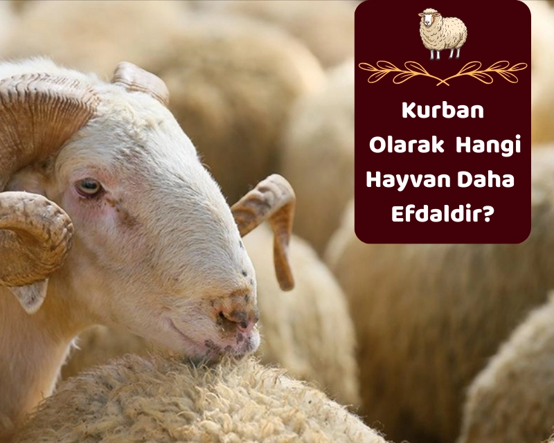 Hangi Vasıflardaki Hayvanın Kurban Edilmesi Daha İyidir?