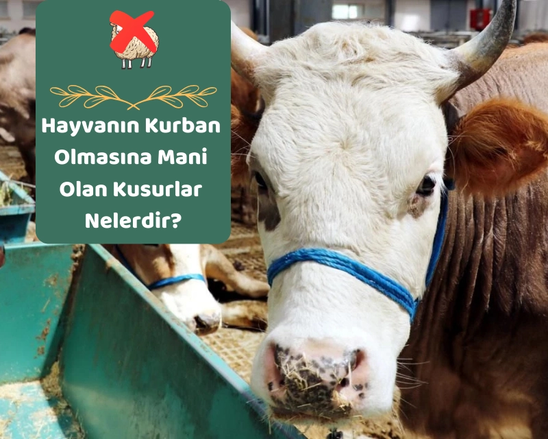 Hayvanın Kurban Olmasına Mani Olan Kusurlar Nelerdir?